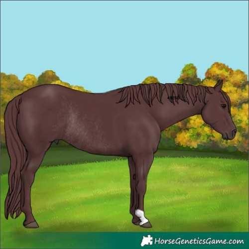 Horse Color:Chocolate Black Rabicano 