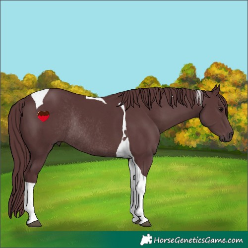 Horse Color:Chocolate Black Tobiano Rabicano 