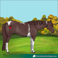 Horse Color:Chocolate Black Tobiano Rabicano
