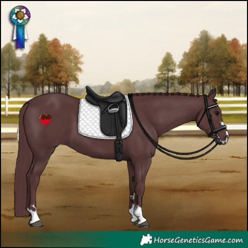 Horse Color:Chocolate Black 