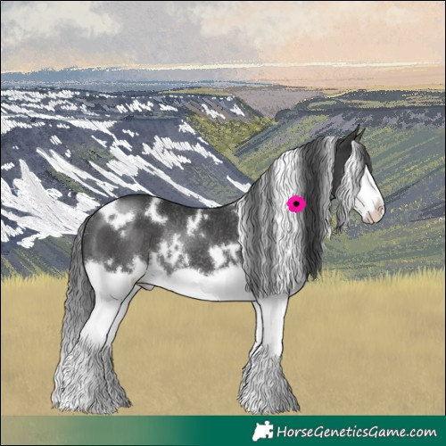 Horse Color:White Spotted Black Splash Frame Rabicano 