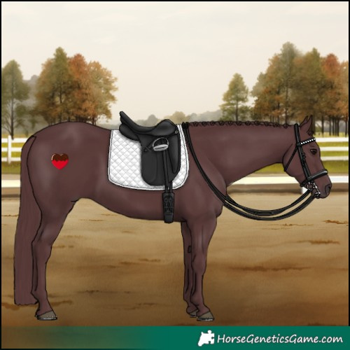 Horse Color:Chocolate Black 