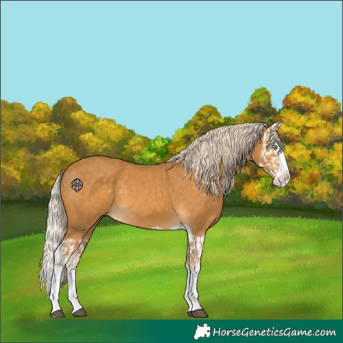 Horse Color:Palomino Splash  and Palomino Splash 