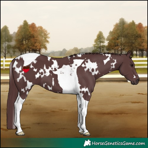 Horse Color:White Spotted Chocolate Black Tobiano 