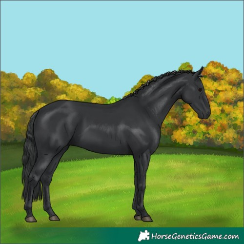 Horse Color:Black 