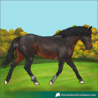 Horse Color:Brown Tobiano 