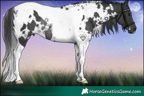 Horse Color:White Spotted Black Tobiano Rabicano 