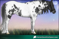 Horse Color:White Spotted Black Tobiano Rabicano
