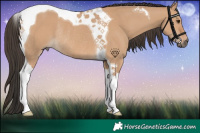 Horse Color:Bay Dun Tobiano Rabicano 