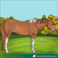 Horse Color:Chestnut Tobiano Rabicano 
