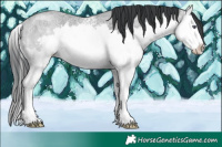 Horse Color:White Spotted Classic Champagne Chinchilla Ice Splash 