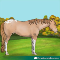 Horse Color:Bay Pearl Tobiano 