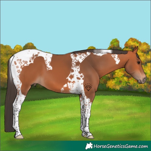 Horse Color:Bay Tobiano 