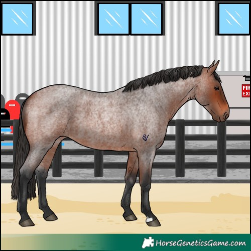Horse Color:Bay Roan 