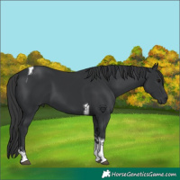 Horse Color:Black Tobiano 