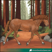 Horse Color:Chestnut 