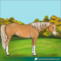 Horse Color:Palomino Splash  and Palomino Splash 
