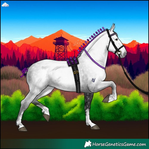 Horse Color:Gray Black Sabino 