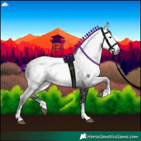 Horse Color:Gray Black Sabino 