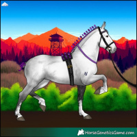 Horse Color:Gray Black Sabino 