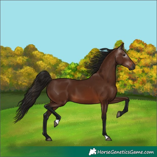 Horse Color:Gray Bay 