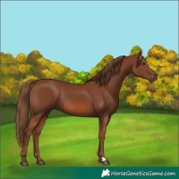 Horse Color:Chestnut Rabicano 