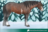 Horse Color:Brown Sabino Snowflake Varnish