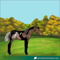 Horse Color:Silver Brown Tobiano Snowflake VarnishRabicano