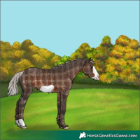 Horse Color:Plaid Silver Brown Frame Appaloosa