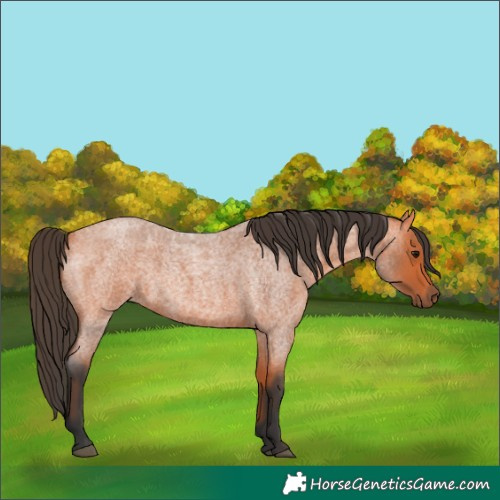 Horse Color:Bay Roan 