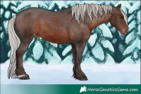 Horse Color:Silver Brown Appaloosa 