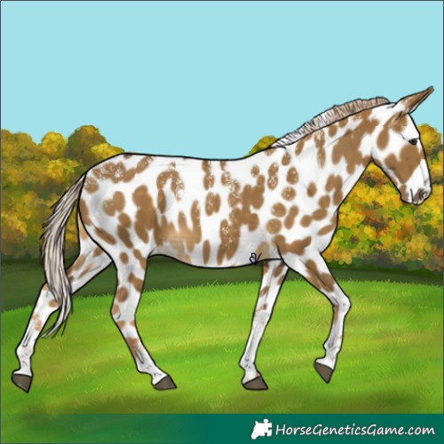 Horse Color:Powder White Chocolate Palomino Dun Leopard 