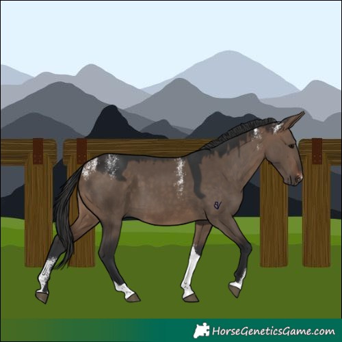 Horse Color:Powder White Brown Dun Tobiano Rabicano 