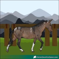 Horse Color:Powder White Brown Dun Tobiano Rabicano