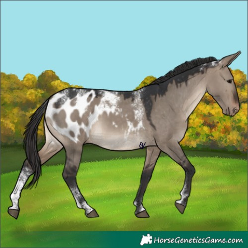 Horse Color:Powder White Brown Dun Appaloosa 