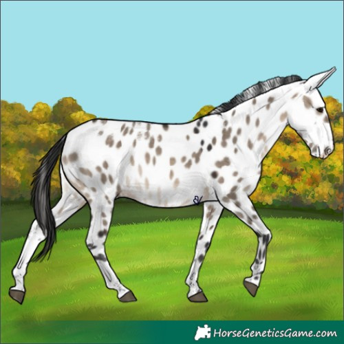 Horse Color:Powder White Brown Dun Appaloosa 