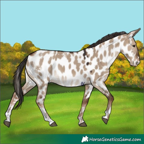 Horse Color:Powder White Liver Red Dun Appaloosa 