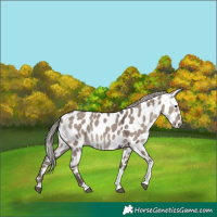 Horse Color:Silver Grullo Tobiano Near Leopard 