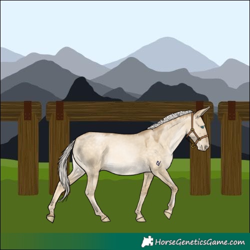 Horse Color:Silver Buckskin Pearl Dun Rabicano 