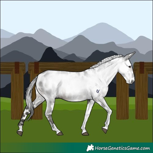 Horse Color:Gray Grullo Tobiano Near Leopard 