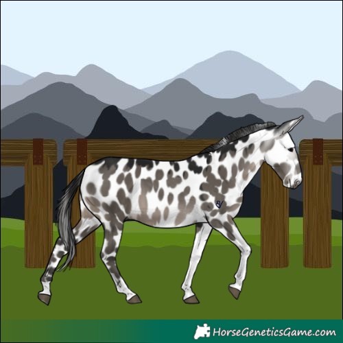 Horse Color:Gray Grullo Tobiano Appaloosa 
