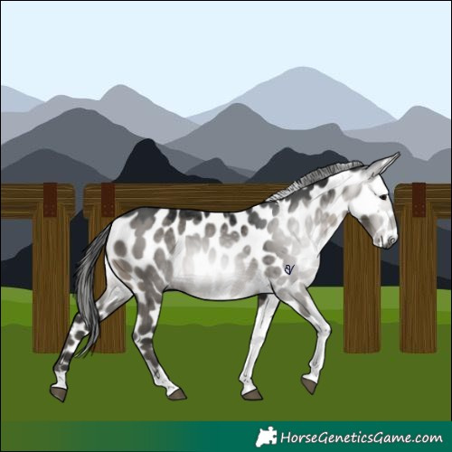 Horse Color:Gray Grullo Tobiano Appaloosa 