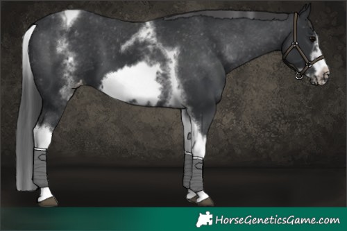 Horse Color:White Spotted Black Splash Tobiano Frame Varnish 