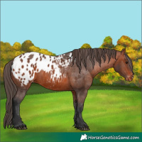 Horse Color:Bay Appaloosa