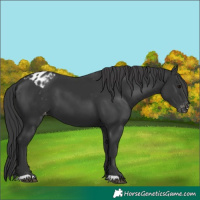 Horse Color:Black Appaloosa