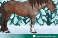 Horse Color:Liver Chestnut Tobiano 