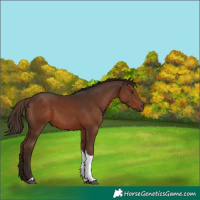 Horse Color:Liver Chestnut Tobiano 