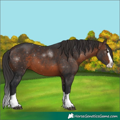 Horse Color:Brown Splash 