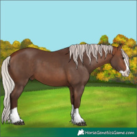 Horse Color:Silver Bay Splash 