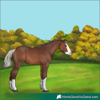 Horse Color:Silver Brown Splash 